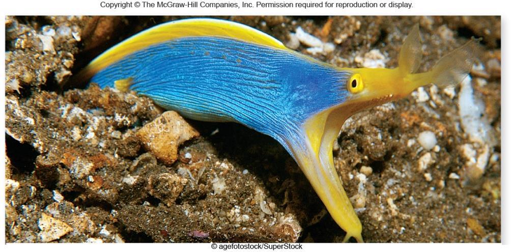 Fishes Most diverse vertebrate