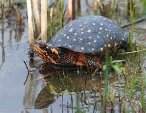 Spotted turtle-