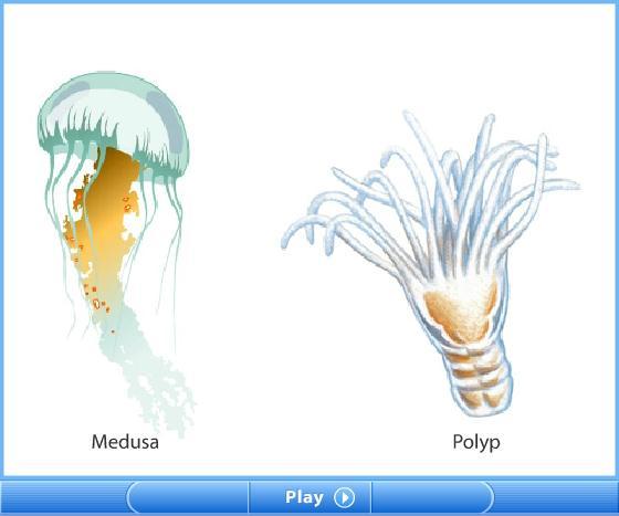 Section 2 Cnidaria and Ctenophora
