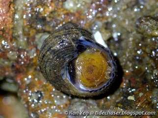 Gastropods continued Typically sluggish or sedentary Shell is a form of defense.