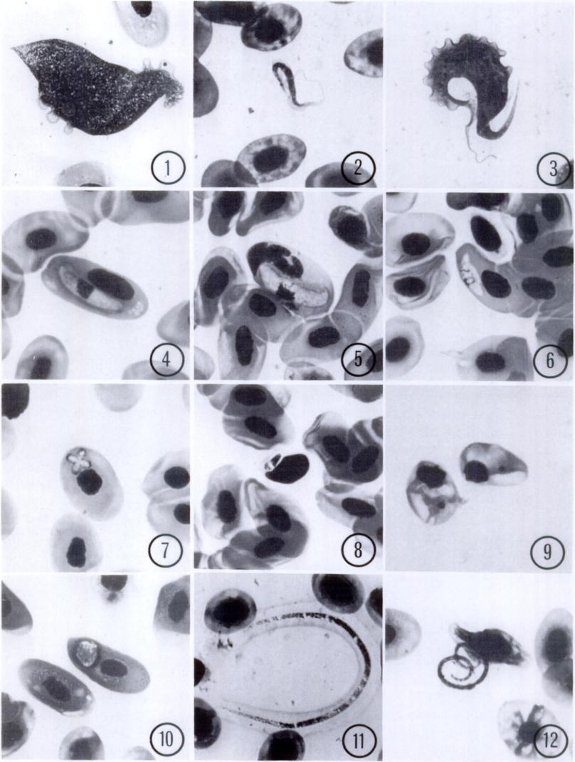 182 JOURNAL OF WILDLIFE DISEASES, VOL 20, NO 3, JULY 1984 - p4 p 4 p a. SD Vt I FIGURES 1-12.