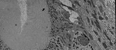 Midgut morphology - digestive cells Single cell layered epithelium Apical plasma membrane