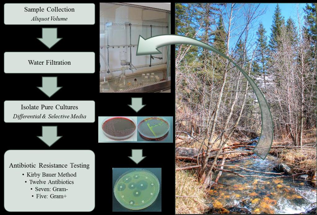 4 Figure 1. Experimental Design: depicting sample collection (Site 1 pictured), water filtration, differential media analysis, and antibiotic resistance testing.