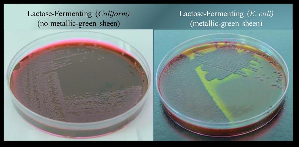 7 results indicate a pure culture of gram-negative bacteria. From the EMB bacterial isolate, the presence of lactose-fermenting bacteria was confirmed via growth morphology (Figure 3). Figure 3.