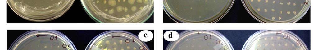 *None of the 100 colonies tested showed phenotypic loss of antibiotic resistance.