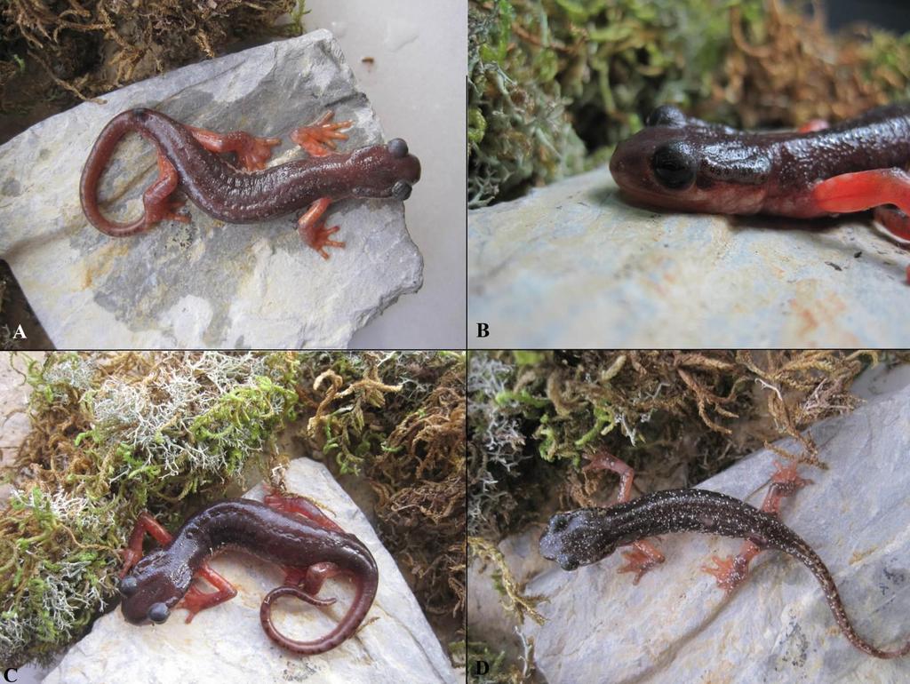 NEW SUBSPECIES OF THE LYCIAN SALAMANDER FROM TURKEY Results Lyciasalamandra atifi oezi n. ssp. Holotype and type locality: One male, collected by C.