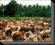 protectionist barriers Eradication of animal diseases Increased