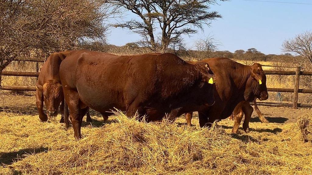 A producer s bulls from which cost effective commercial bull calves will become available at the end of 2017.