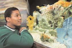 In the Otto Borchert Family Special Exhibits Building, amid palm trees, sand dunes and coral, you ll find saltwater aquarium reefs full of life.