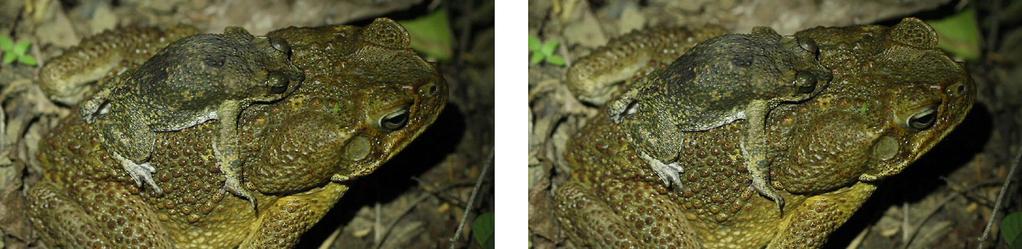 Video frames showing a male Southern Crested Toad (Peltophryne guentheri) toe-twitching while amplecting a male Cane Toad (Rhinella marina) on 5 May 2014 at Arroyo Clavijo, Santiago Rodríguez