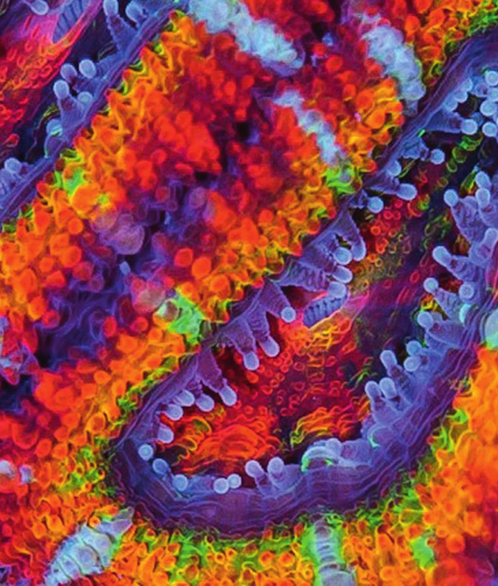 Vibrant and Unique Coral Coloration Made
