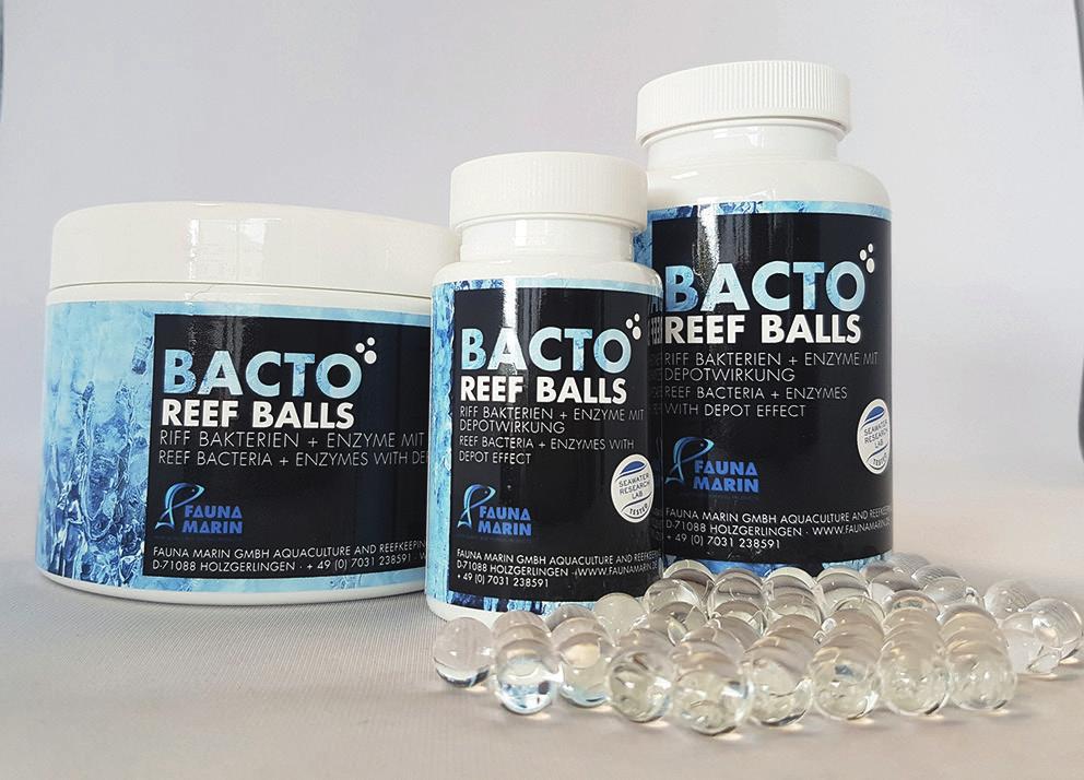6.) Bacteria Supplying bacteria with Bacto Reef Balls For those using Live Rock, we generally do NOT recommend dosing bacteria at the very beginning of a tank s setup.