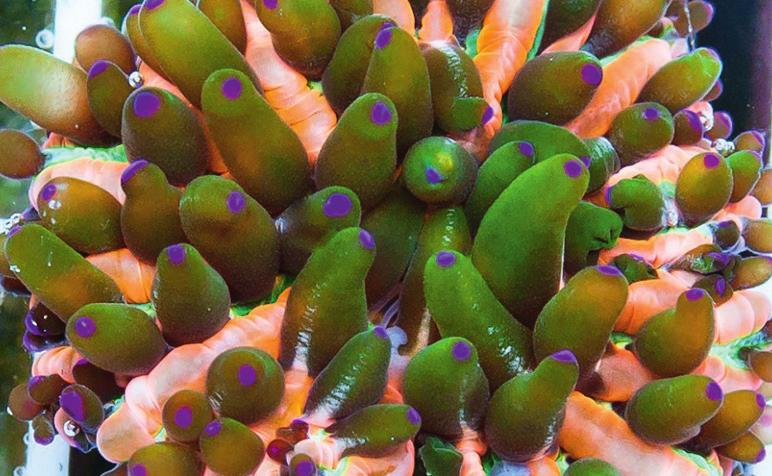 Bright, fluorescent corals made possible with the US Style Primefrag System Ever since the introduction of LED lighting technology, the marine aquarists have interestingly become more active in the