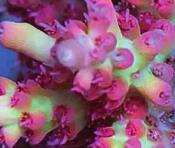 When selecting a coral to purchase, make sure that the dealer you are purchasing from is capable of obtaining healthy, perfect corals, which demonstrate fluorescence formation.