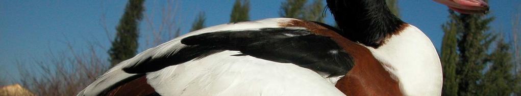 Partial postjuvenile moult confined to body feathers and