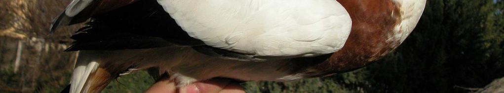 birds moult tail feathers finishing in mid-winter.