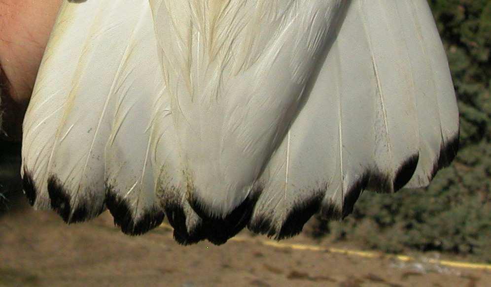 Tail pattern: left male (); right female