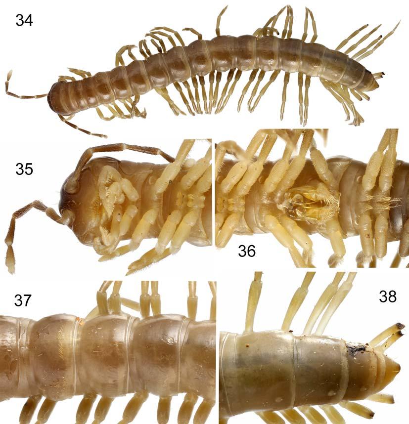 Several Oriental Paradoxosomatidae, XXI 345 Figs 34 38. Anoplodesmus mirabilis sp.n., # holotype.