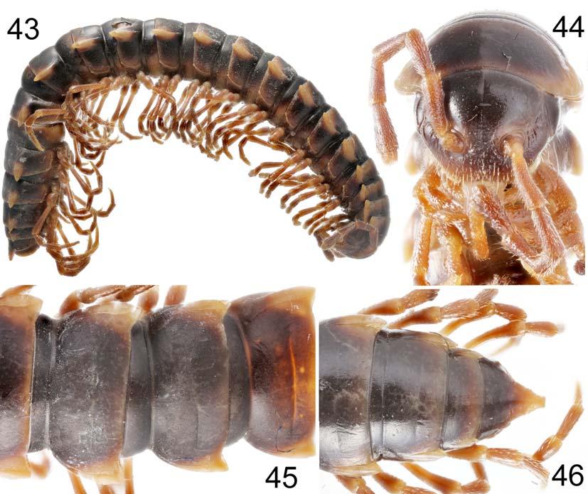 Several Oriental Paradoxosomatidae, XXI 347 Figs 43 46. Enghoffosoma contrastum sp.n., # paratype, 43 habitus, lateral view; 44 anterior part of body, ventral view; 45 midbody segments, dorsal view; 46 posterior part of body, dorsal view.