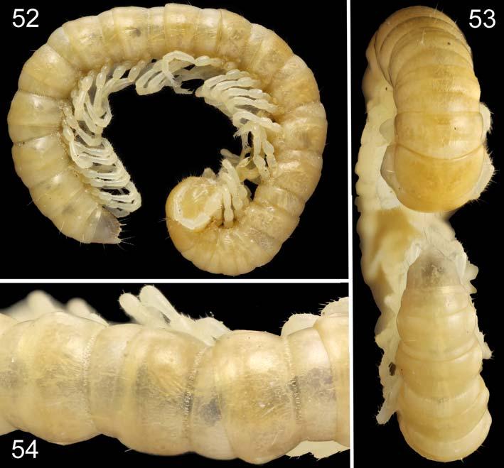 Several Oriental Paradoxosomatidae, XXI 349 Figs 52 54. Beronodesmus martensi sp.n., # paratype.
