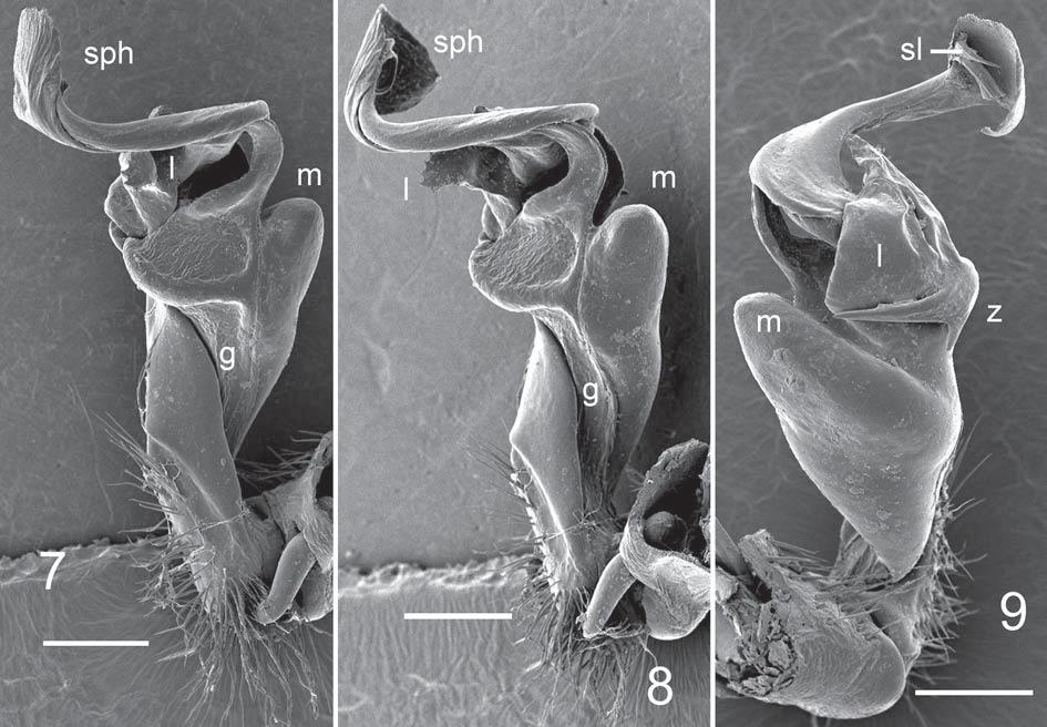 Several Oriental Paradoxosomatidae, XXI 337 Figs 7 9. SEM micrographs of right gonopod of Tylopus brehieri sp.n., # holotype, mesal, dorsal and lateral views, respectively. Scale bars: 0.2 mm.