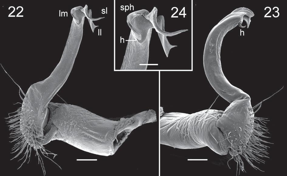Several Oriental Paradoxosomatidae, XXI 341 Figs 22 24. Desmoxytes simplex sp.n., # paratype.