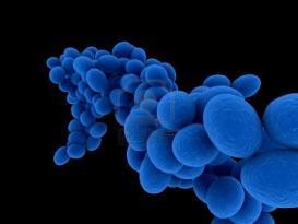 .. Staphylococcus aureus Staphylococcus