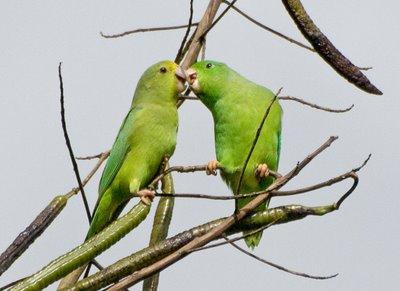 Fig 2. Green-rumped parrotlets engaging in courtship feeding. [http://gailgarber.blogspot.