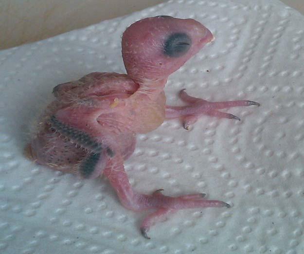 Newly hatched green-rumped parrotlet. [http://theadventuresoffig.blogspot.