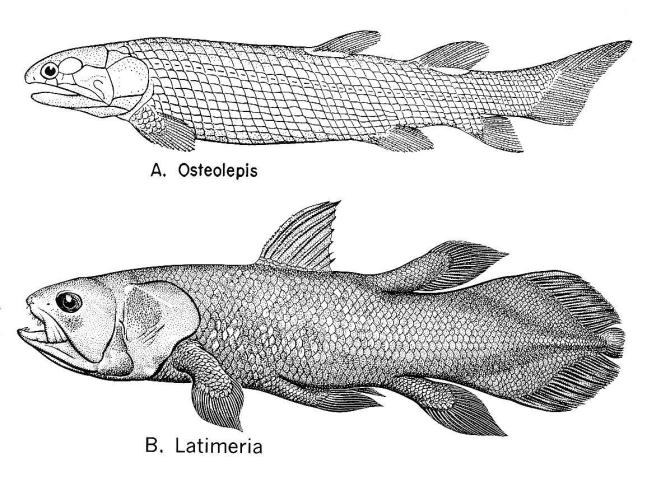 History of Life 27 G. Sarcopterygii. 1. Lungfish (Dipnoi) 2. Crossopterygii. a. Rhipidistians (Devonian). Dominant FW predators. Ancestral to tetrapods.