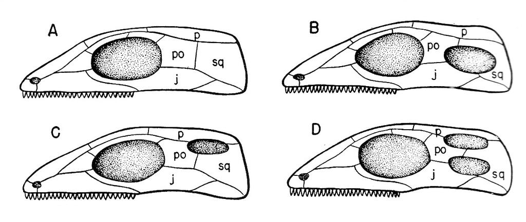 History of Life 30. Reptile Skull Types (schematic). A. Anapsid type stem reptiles, turtles. B. Synapsid type mammal-like reptiles.