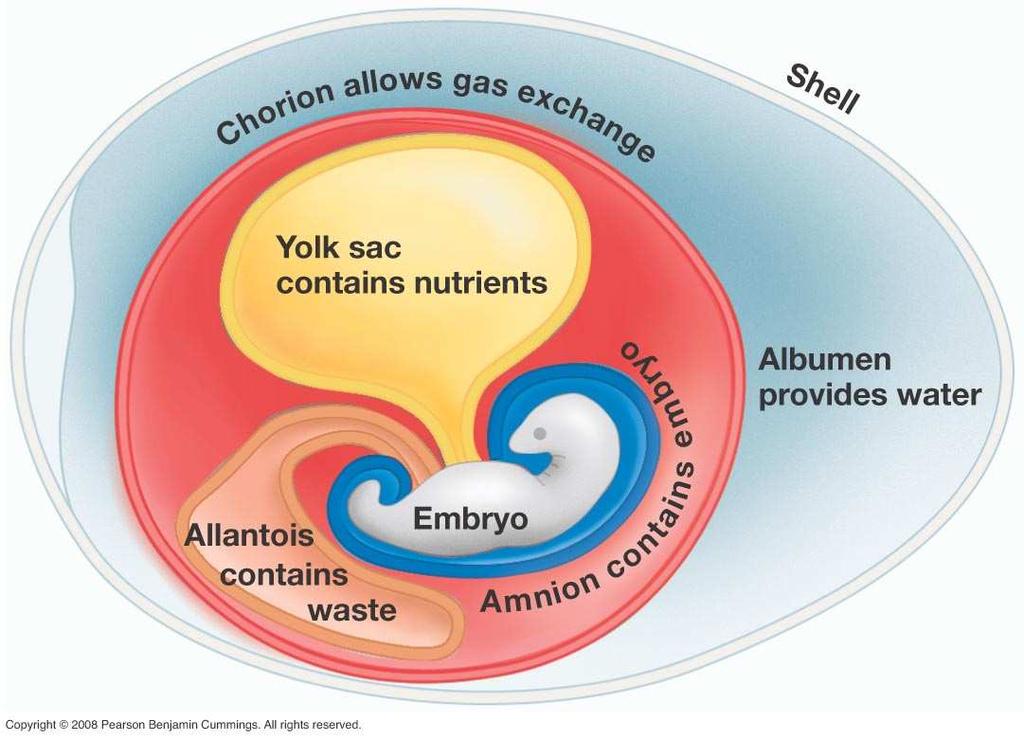 History of Life 31 Simplified schematic of the amniotic egg.