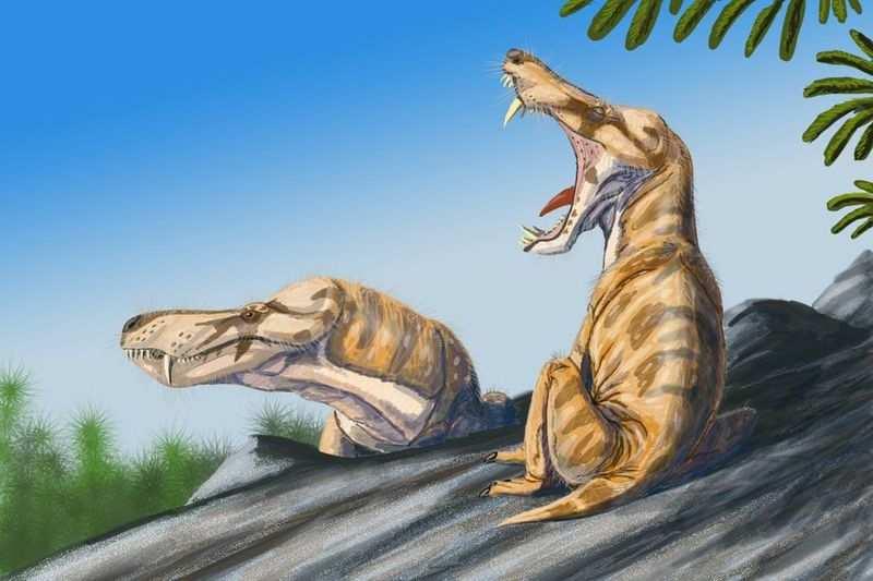 History of Life 32 VII. Evolution of Mammals. A. Synapsid reptiles antecedent to mammals. Include 1. Pelycosaurs (late Carboniferous, Permian). a. So-called sail lizards b. Dimetrodon, Edaphosaurus.