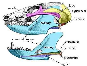 History of Life 38 E. Conversion of articular and quadrate bones to malleus and incus (middle ear bones) and angular to tympanic annulus. 1. One of the great examples of evolutionary transition. 2.