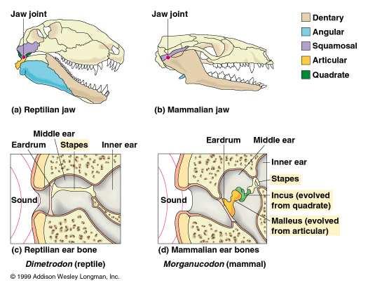 History of Life 39 Double jaw articulation in Probainognathus.