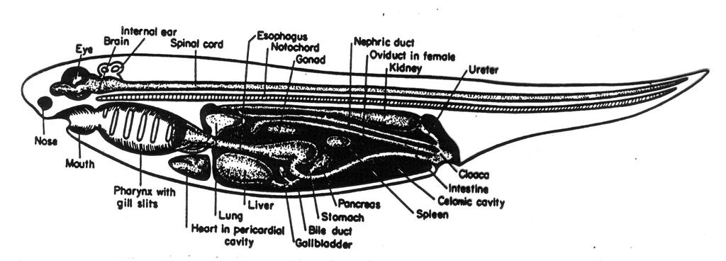 History of Life 20 Archetypal vertebrate in sagittal section.
