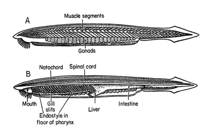 History of Life 21 B. Invertebrate chordates. 1. Hemichordates acorn (proboscis) worms and pterobranchs. a. Three part body structure b.