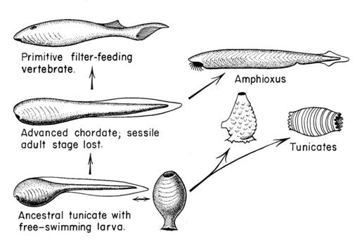 History of Life 23 Tunicate larva