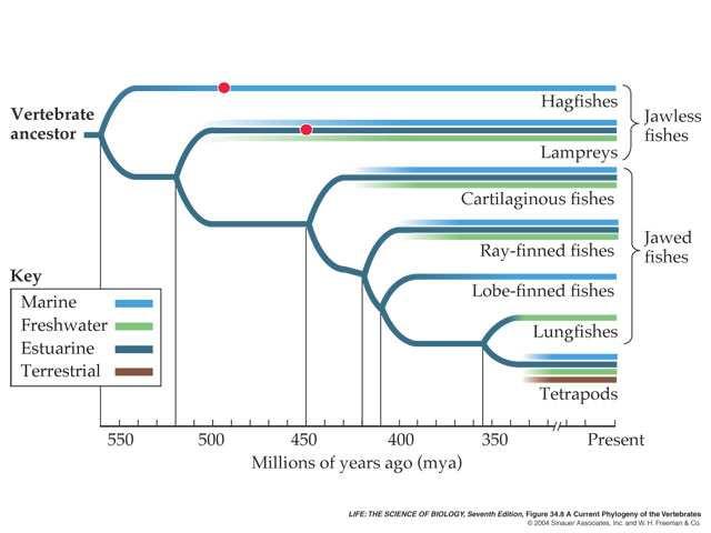 History of Life 24 Early Vertebrate Evolution. A. Cephalochordate Origins. B. Phylogeny according to Purves et al. Rejects 1. Freshwater origins. 2. Tetrapod descent from crossopterygians.