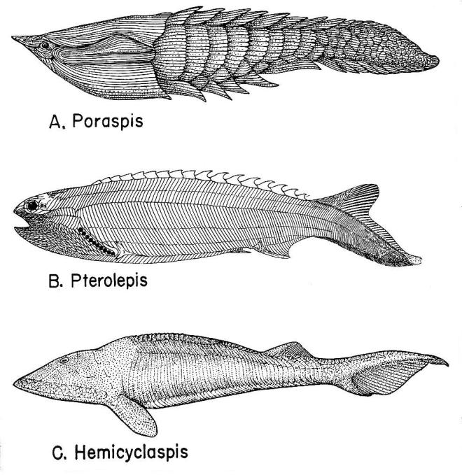 External head armor; possible defense against sea scorpions. b. In some, small spines at points where paired fins develop in more advanced forms. c.