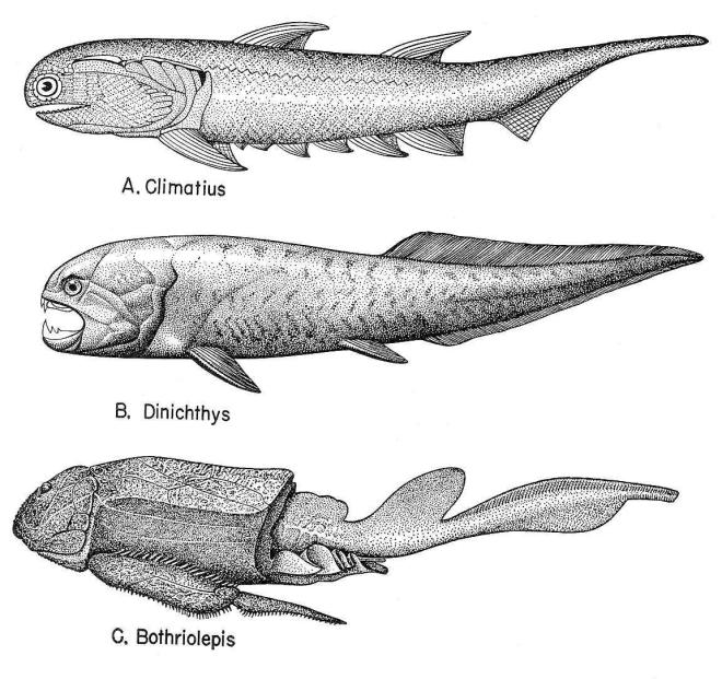 History of Life 25 5. Contemporary cyclostomes (lampreys and hagfish) degenerate. a. Bony skeleton lost. b. Hagfish marine bottom scavengers. Lampreys anadromous.