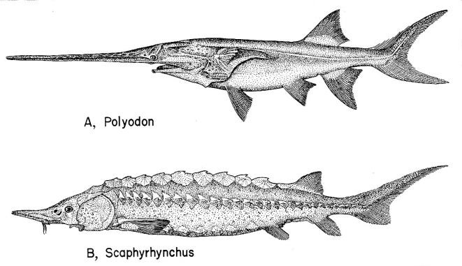 History of Life 26 E. Bony fish two principle groups. 1. Actinopterygii ray fins. 2. Sarcopterygii lobe fins. F. Actinopterygii. 1. Chondrosteii. a. Palaeoniscids.