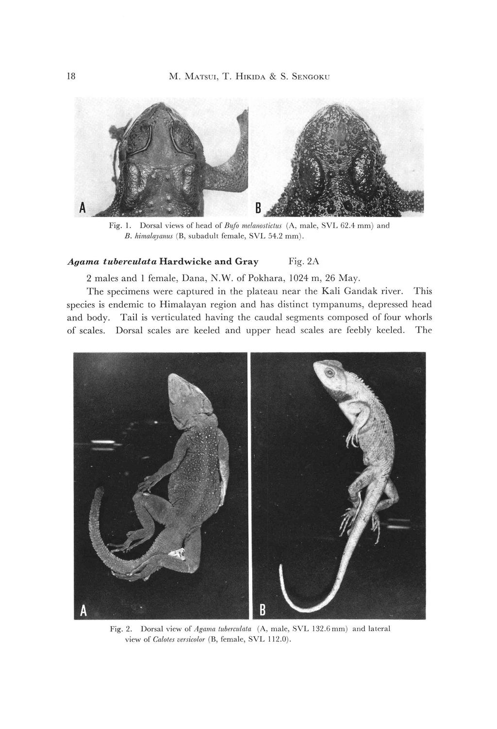 18 M. MATsui, T. HrKmA & S. SENGOKU A B Fig. 1. Dorsal views ofhead ofbufo metanostictus (A, male. SVL 62.4 mm) and B. Iiimaia.