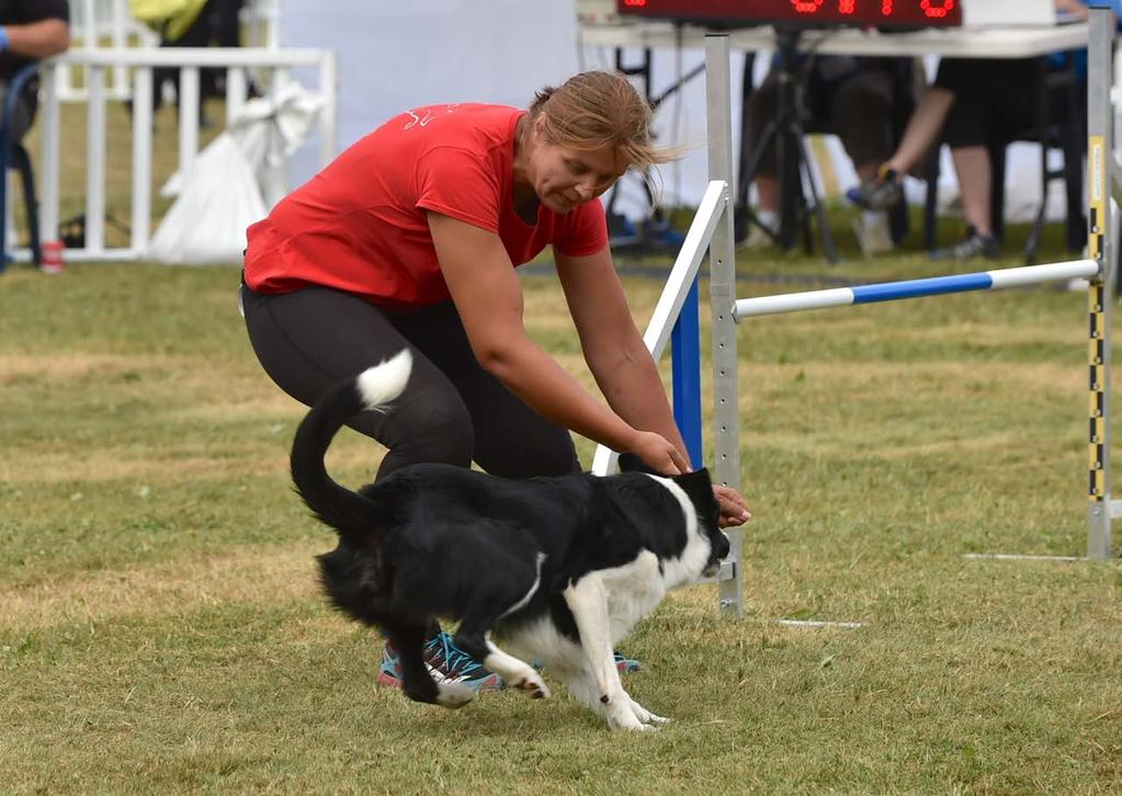 Handle lines, not obstacles In the past few months I have had many moments where OneMind Dogs lessons are all clicking together and have really changed the way I look at agility and handle my dogs.