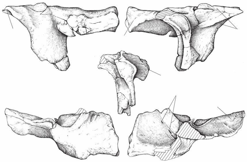 A new Argentinean carcharodontosaurid A B sc po pal E lc pal po sc sc C po po-p sc D po pal pal po FIG. 5. Mapusaurus roseae n. gen., n. sp., right postorbital-palpebral complex (MCF-PVPH-108.