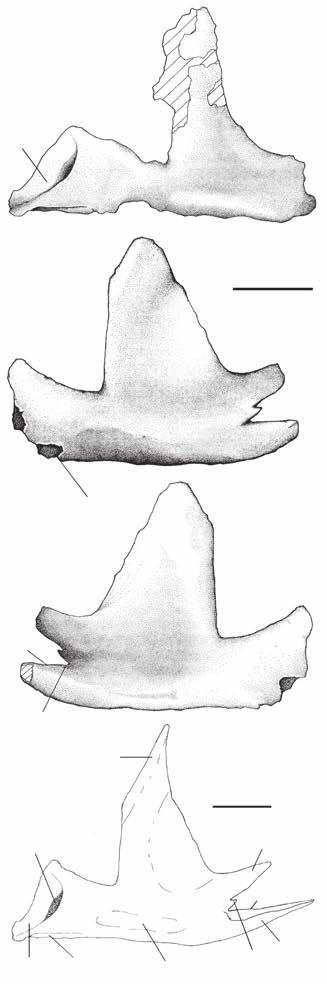 Coria R. A. & Currie P. J. l A B C qj D pn ms l s mx po r sup lup FIG. 6. Mapusaurus roseae n. gen., n. sp.: A, left jugal (MCF- PVPH-108.167) in lateral view; B, C, left jugal (MCF-PVPH-108.
