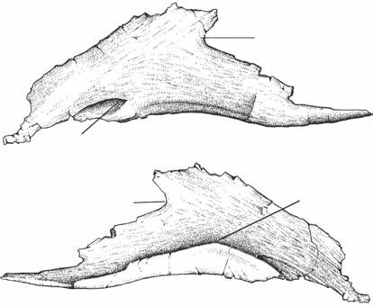 A new Argentinean carcharodontosaurid A imf A qc amf rp 1 ar B imf iar B qc rp ar FIG. 9. Mapusaurus roseae n. gen., n. sp., left splenial (MCF- PVPH-108.179): A, medial view; B, lateral view.