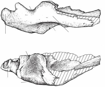 15): A, lateral view; B, dorsal view. Abbreviatio: 1, fossa for (M.) adductor mandibulae externus; ar, adductor ridge; qc, quadrate cotyle; rp, retroarticular process. Scale bar: 10 cm.
