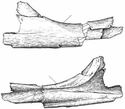 Coria R. A. & Currie P. J. A B pc mfm mfm FIG. 11. Mapusaurus roseae n. gen., n. sp., left prearticular (MCF-PVPH-108.139): A, medial view; B, lateral view.