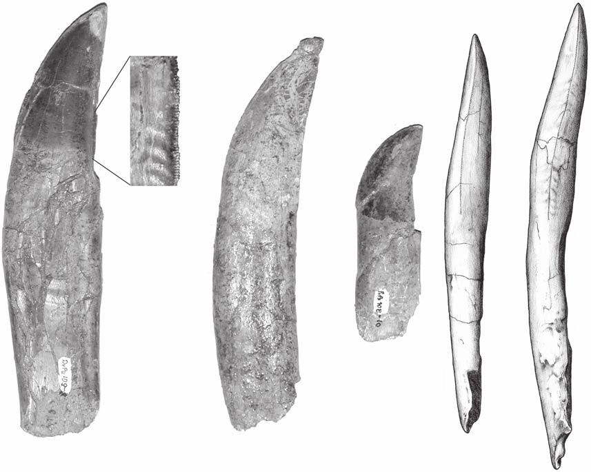 A new Argentinean carcharodontosaurid A A B D E C FIG. 12. A-D, Mapusaurus roseae n. gen., n. sp.: A, tooth (MCF-PVPH-108.